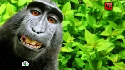 Очарование природы: Фотогеничные обезьяны