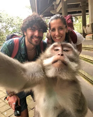 (Фоны) Смешные селфи обезьян: 4K изображения для твоего экрана.