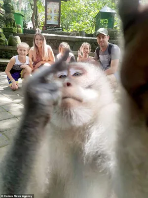 Фото обезьян в Full HD разрешении