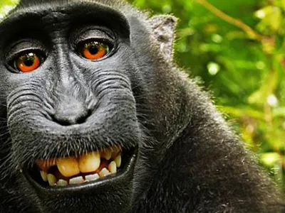 Забавные обезьяны: фото в формате jpg
