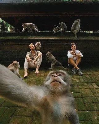 Webp изображения с обезьянами