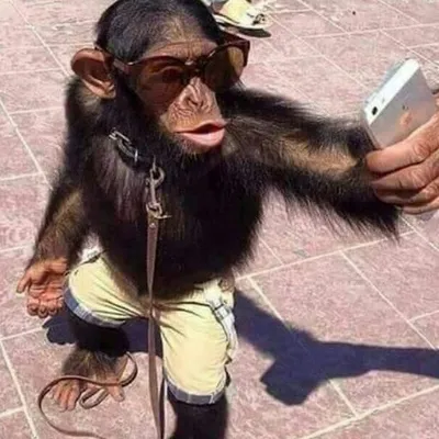 Фотографии обезьян на айфон: Красочные обои для вашего смартфона.