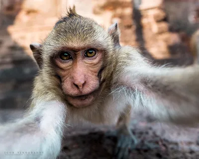 Арт-фото обезьян: Коллекция творческих изображений.