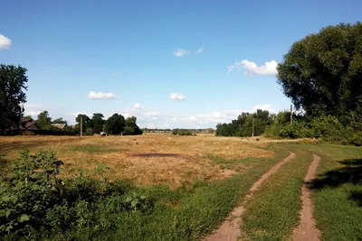 Заколдованный лес: Таинственные уголки сельской дикой природы