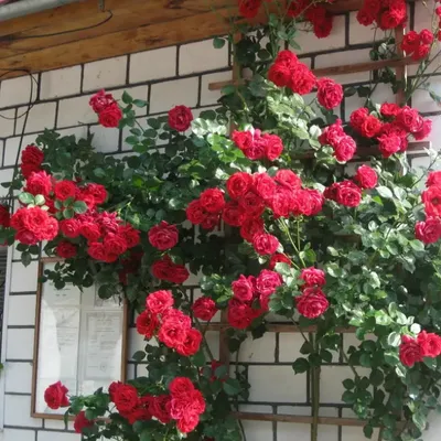 [36+] Семейная роза фото
