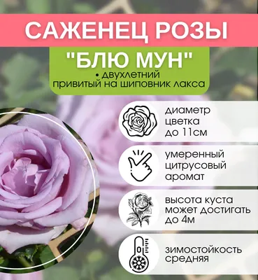 Фотка розы в формате png для сохранения прозрачной фоновой части