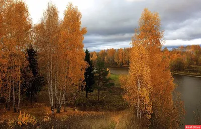 Природа объединяет: фотография семьи в осеннем лесу