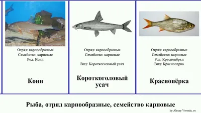 Фотографии карповых рыб с подробными описаниями