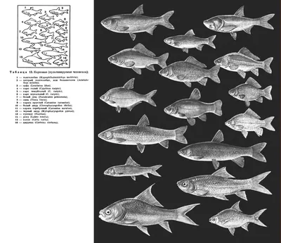 Фото семейства карповых рыб в формате jpg