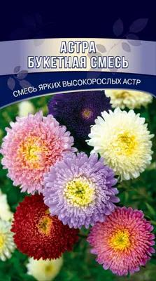 Погрузитесь в красочный мир семян хвойных деревьев на фото