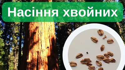 Чудеса рождения: волшебные семена хвойных деревьев на фото