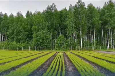 Фотографии семян хвойных деревьев в 4K разрешении