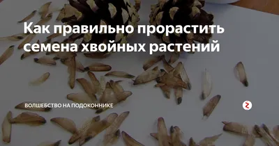 Скачать бесплатно фото с семенами хвойных деревьев