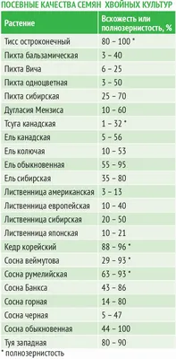 Обои на рабочий стол с изображением рисунка хвойного дерева