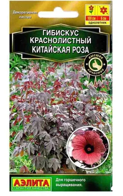 Фото семян китайской розы в высоком разрешении