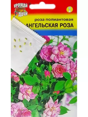 Уникальные картинки семян китайской розы