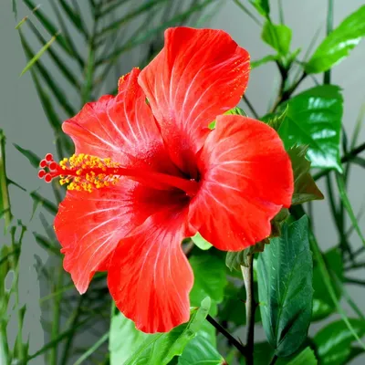 Фотография семян китайской розы для загрузки в png
