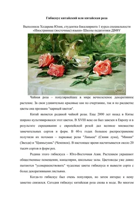 Привлекательные картинки семян китайской розы