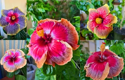 Фотография семян китайской розы в webp формате