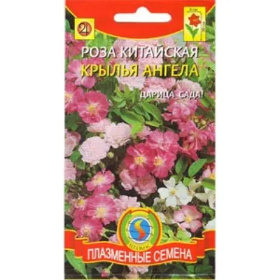 Яркие семена китайской розы на фото