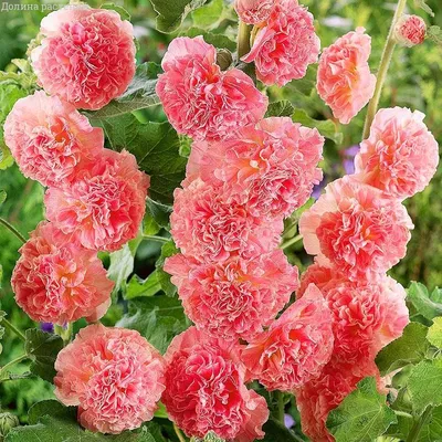 Фото Семена шток розы с разными размерами в jpg