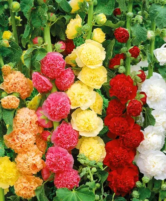 Фото Семена шток розы с разными размерами в jpg формате