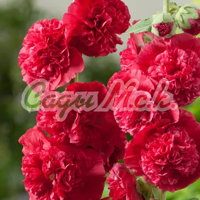 Фото семян штока розы на получение в webp с разными размерами