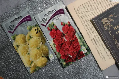 Розы: фотография с семенами штока в формате webp на выбранный размер