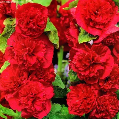 Фото Семена шток розы в jpg с разными размерами на странице Розы