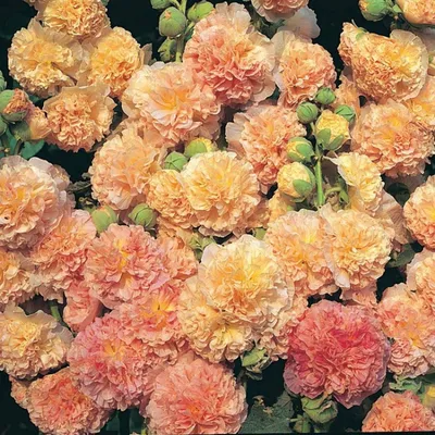 Фото семян штока розы в webp на получение с разными размерами на странице