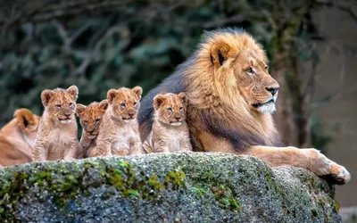 Фото фотографии львового семейства: выберите формат для загрузки