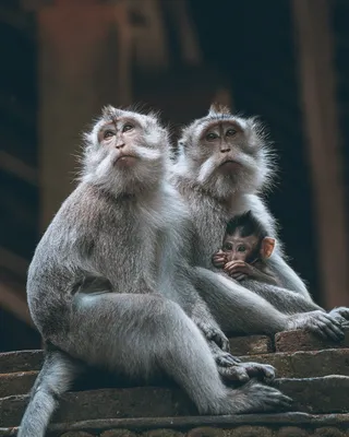 Очарование обезьян: скачайте фотографии в форматах JPG, PNG, WebP.