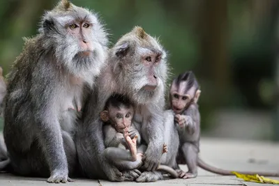 Семейный портрет обезьян: скачайте в различных размерах.
