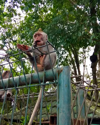 Фотографии обезьян в PNG: легко скачать и использовать.