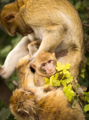 4K качество: фотографии семьи обезьян для вас.