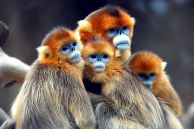 Шалости и игры: обезьяньи дети в объективе