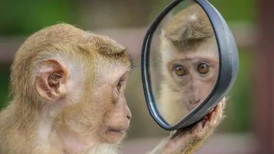 Отражение любви: нежные моменты семейной обезьяньей жизни