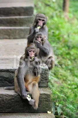 Семейный портрет: красочные образы обезьян в объективе