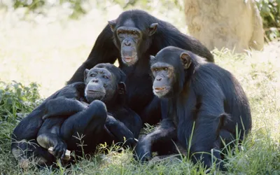 Фото семьи обезьян в HD качестве
