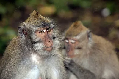 Фото семьи обезьян в формате PNG: лучшее качество