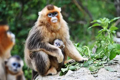 Потрясающие фотки обезьян: лучшие моменты