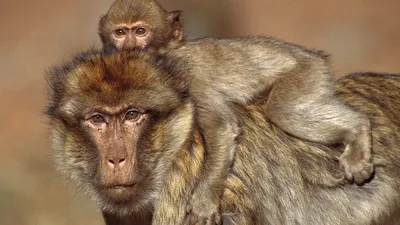 Фотографии семьи обезьян в формате JPG: скачивайте свободно