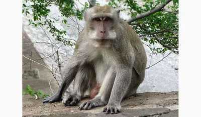 Атмосферные снимки обезьян в GIF формате
