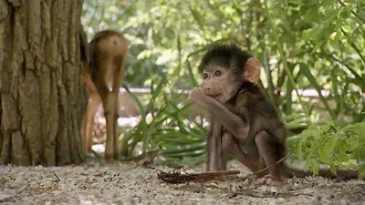 Семья обезьян: лучшие моменты в 4K разрешении