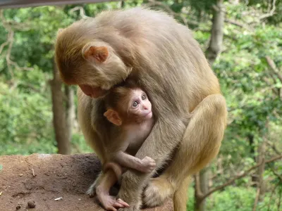 Фотообои с обезьянами для вашего телефона