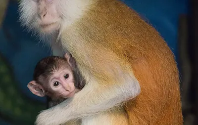 Лучшие моменты семейных обезьян в изображениях высокого качества