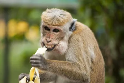 Забавные обезьянки: скачать фото бесплатно
