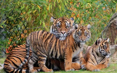 Семья тигров: величественные фото