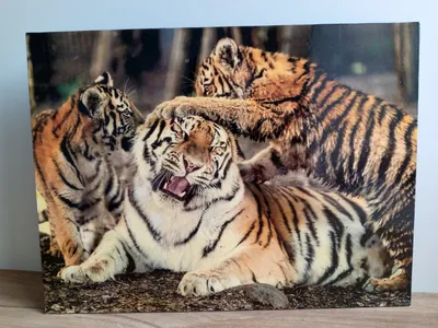 Фото семьи тигров: выберите размер изображения
