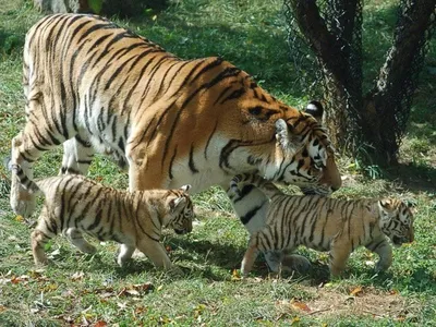 Фото семьи тигров в формате webp